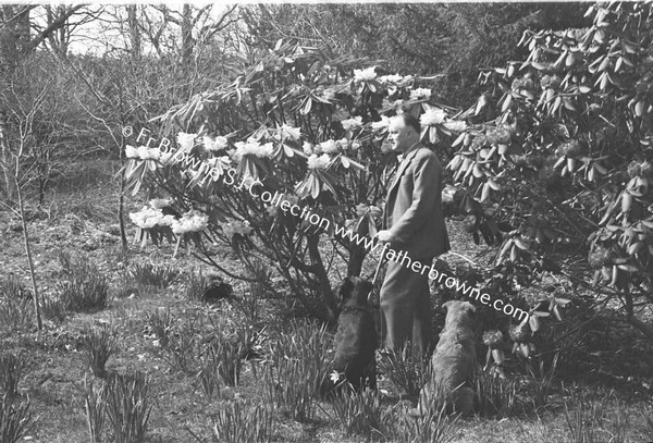 HEADFORD HOUSE  RHODODENDRONS  LORD HEADFORD